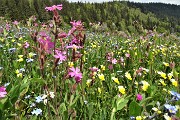 Spettacolo di fiori ai prati della Pigolotta di Valtorta il 9 maggio 2020  - FOTOGALLERY